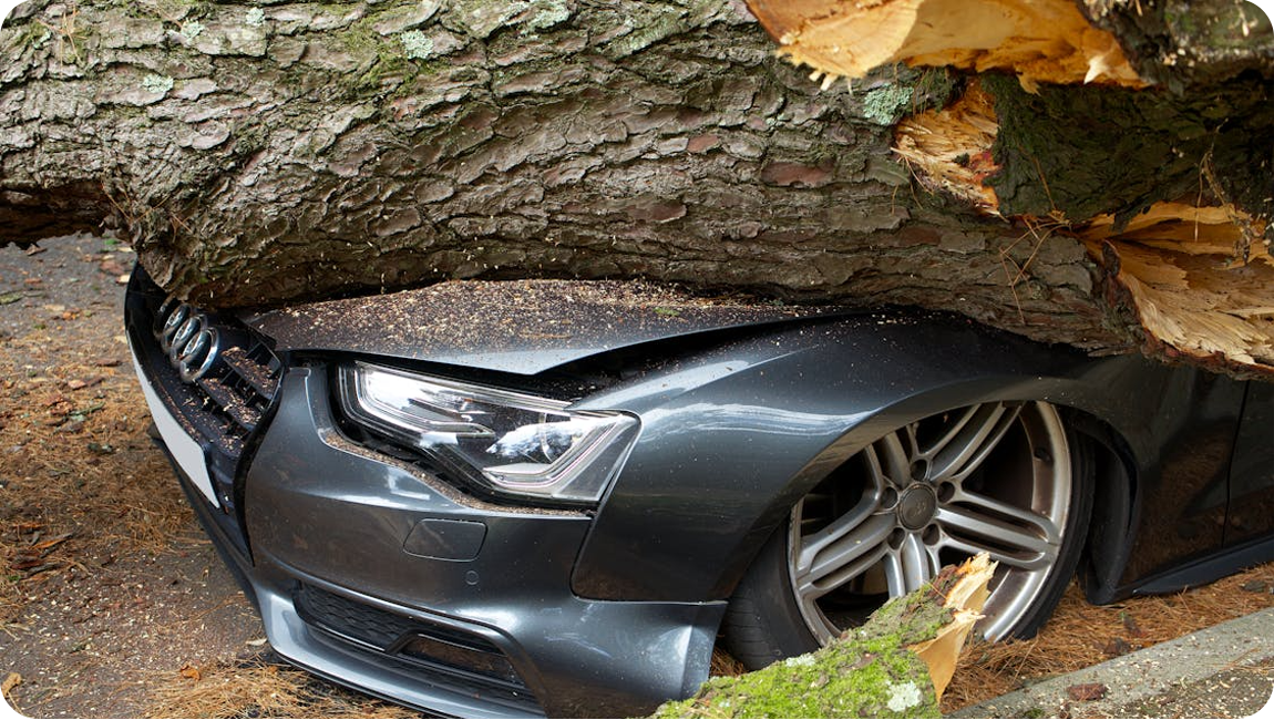 Fallen tree crushing a car